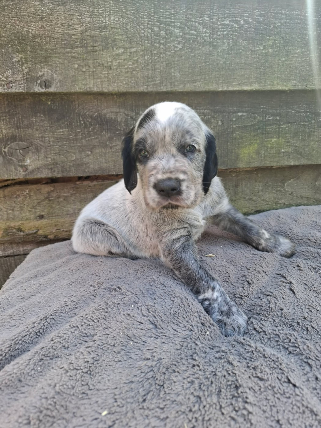 Des Sources Du Liger - Chiots disponibles - Epagneul bleu de Picardie