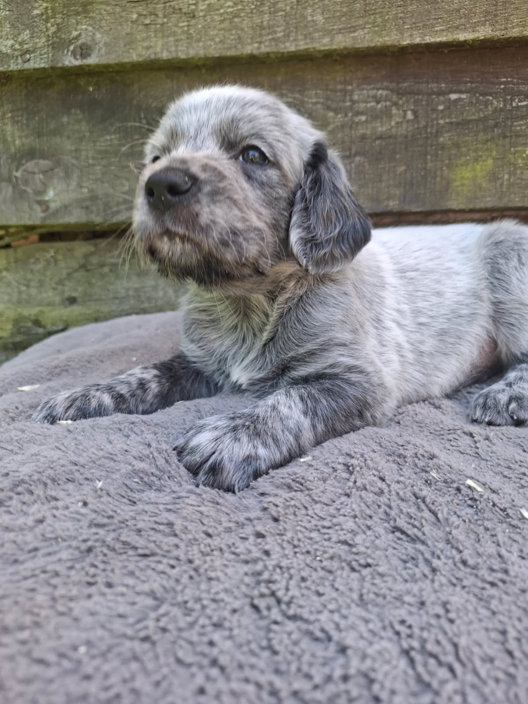 Des Sources Du Liger - Chiots disponibles - Epagneul bleu de Picardie
