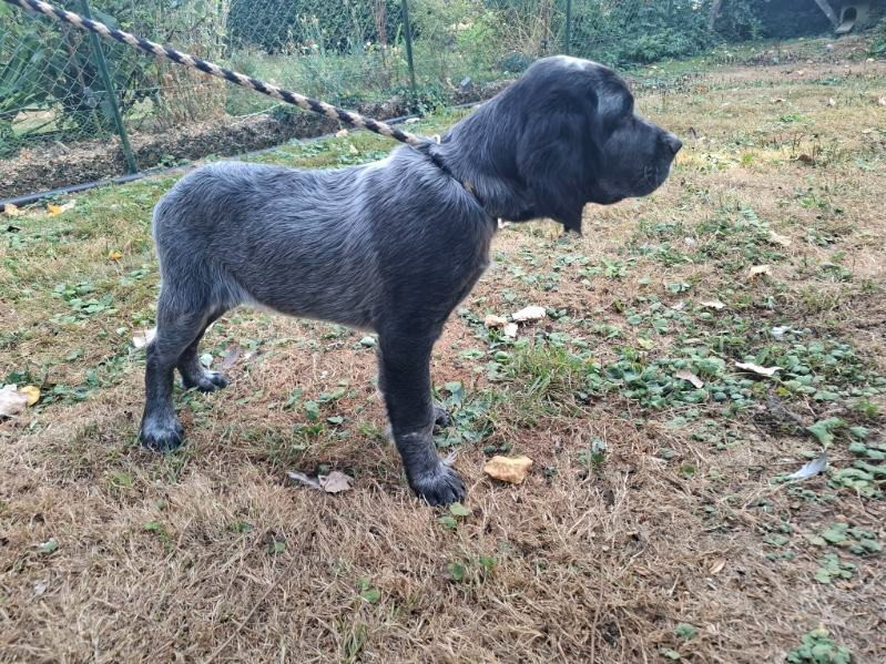 Des Sources Du Liger - Chiots disponibles - Epagneul bleu de Picardie