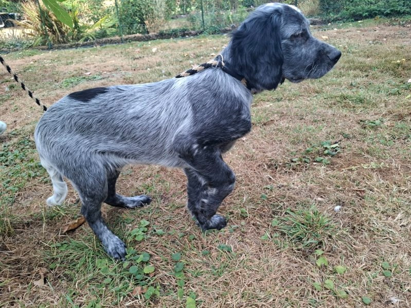 Des Sources Du Liger - Chiots disponibles - Epagneul bleu de Picardie