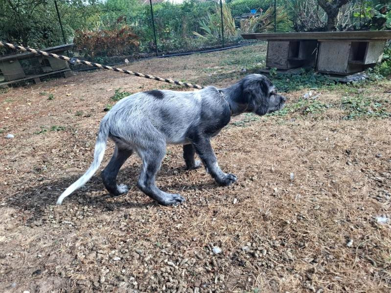 Des Sources Du Liger - Chiots disponibles - Epagneul bleu de Picardie
