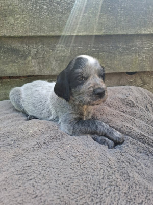 Chiot N°1