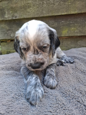 Chiot N°4