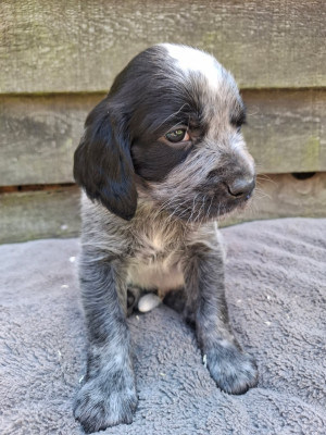 Chiot N°6